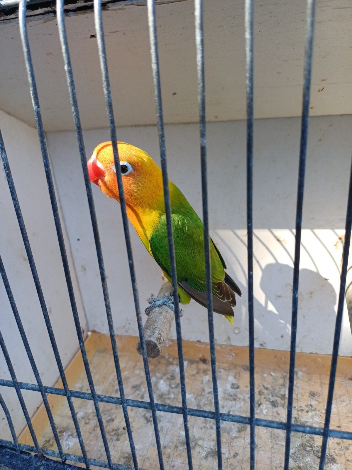 jonge eeuwing groen, Dieren en Toebehoren