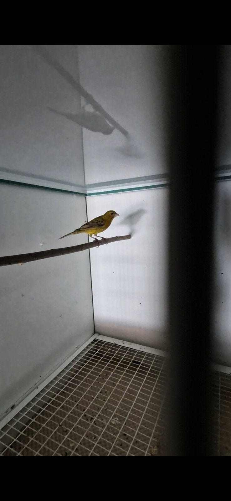 raza kanarie man 2025, Dieren en Toebehoren