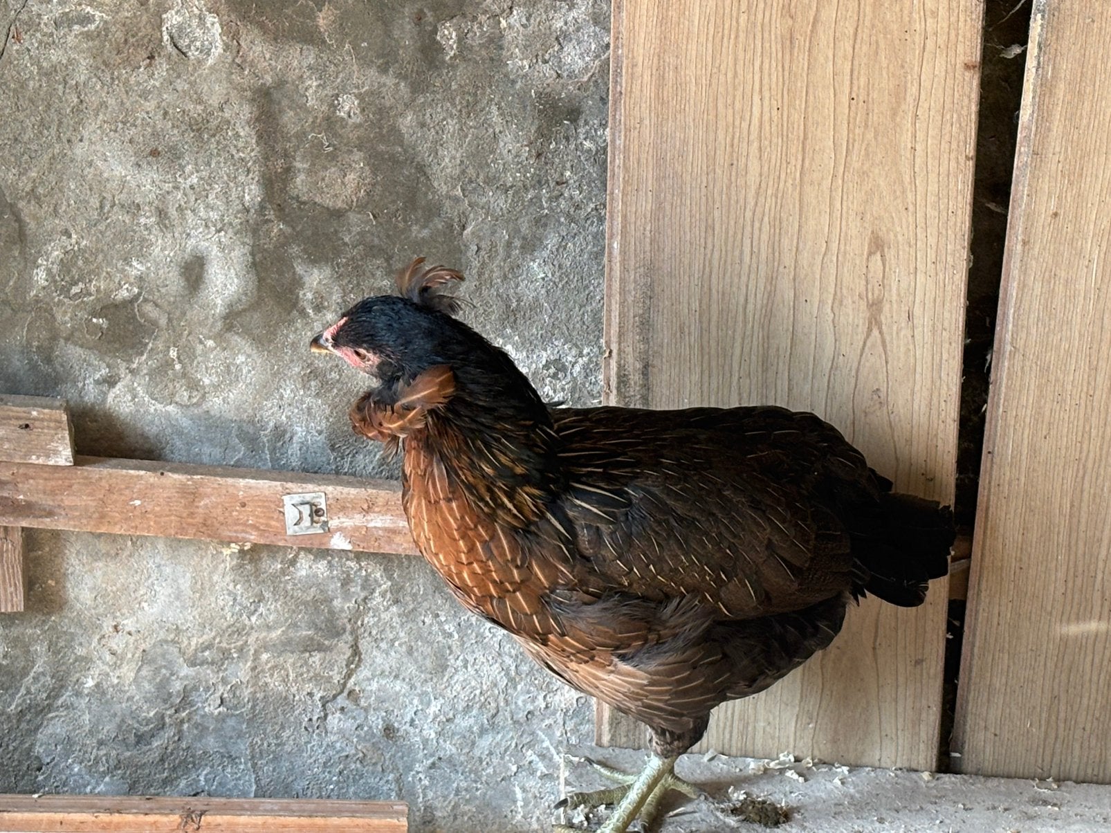 Araucana, marans, creamlegbarxaraucana mix, Dieren en Toebehoren, Vrouwelijk, Kip