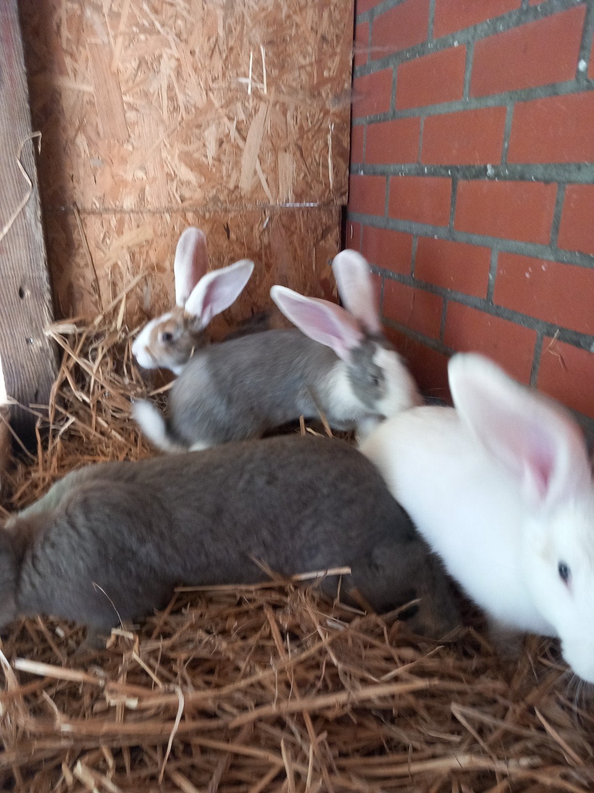 Zuivere Duitse Reuzen, Plusieurs animaux, Grand, 0 à 2 ans