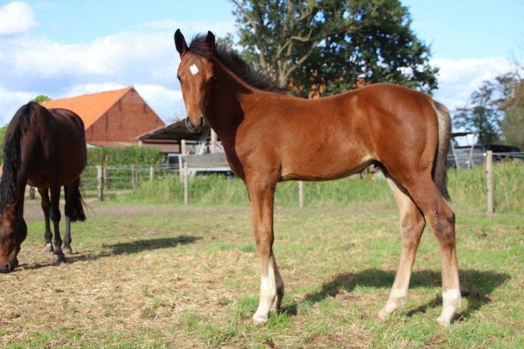 Sportief hengstenveulen Django Z, Animaux & Accessoires, Chevaux, Avec pedigree, Étalon, 0 à 2 ans, Non dressé