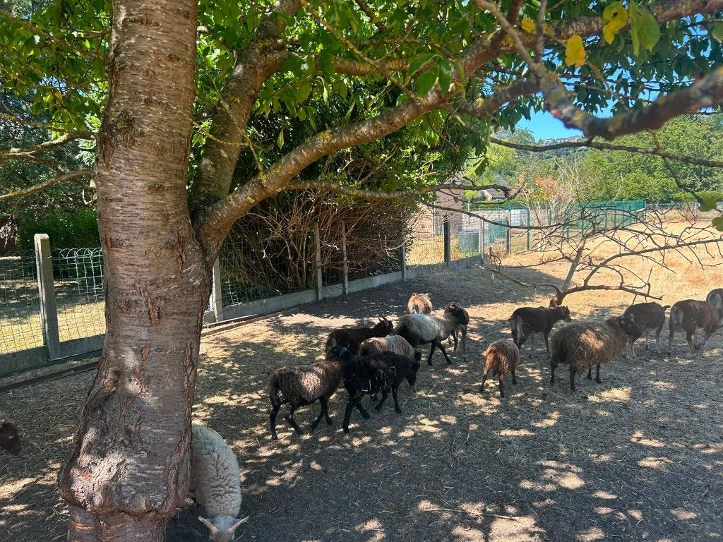 a vendre  moutons males femelles, Enlèvement