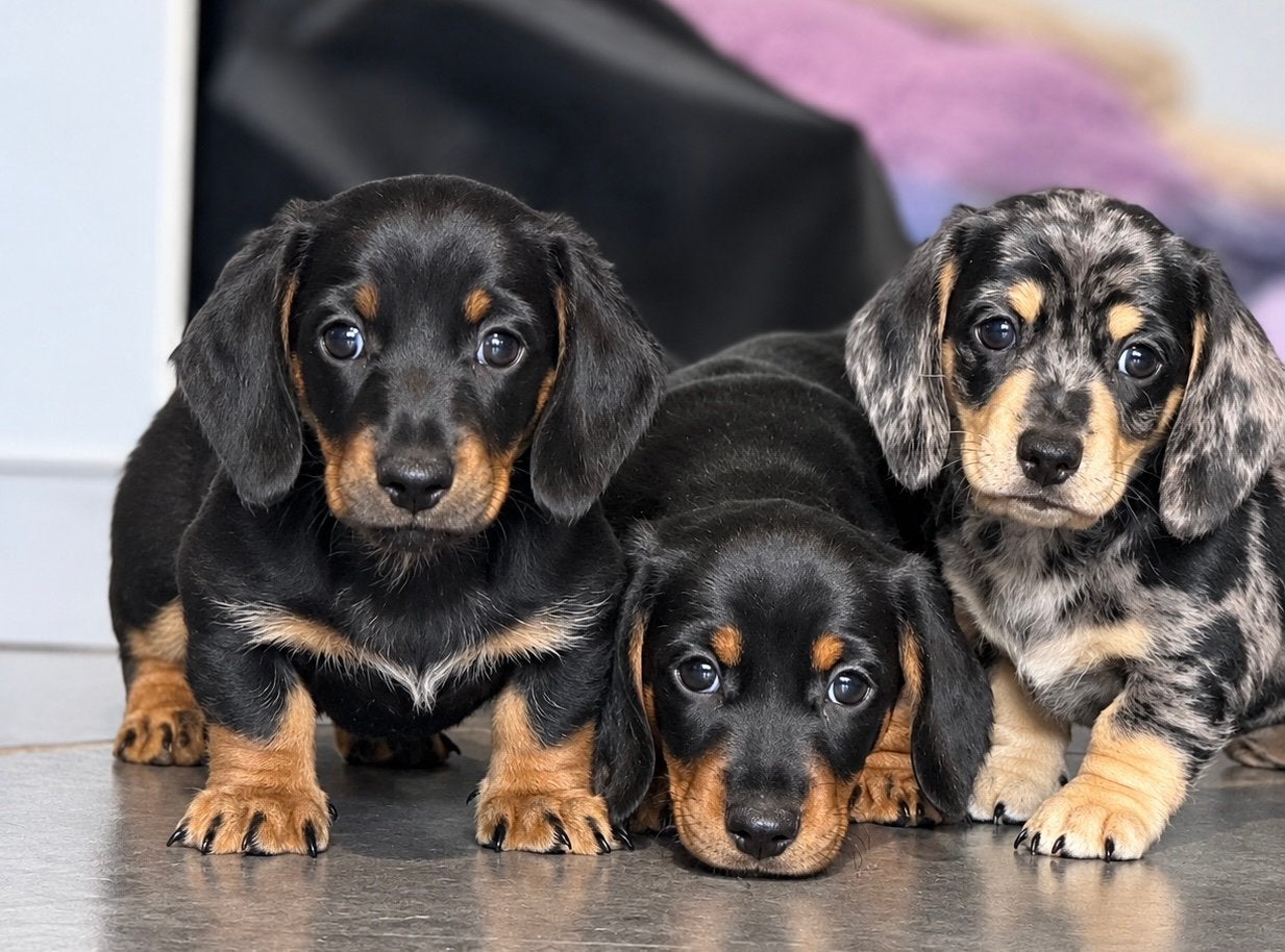Très beaux chiots teckel à poil court, élevés à la maison !, Poils courts, Chien (mâle), Maladie de Carré (chiens), Belgique