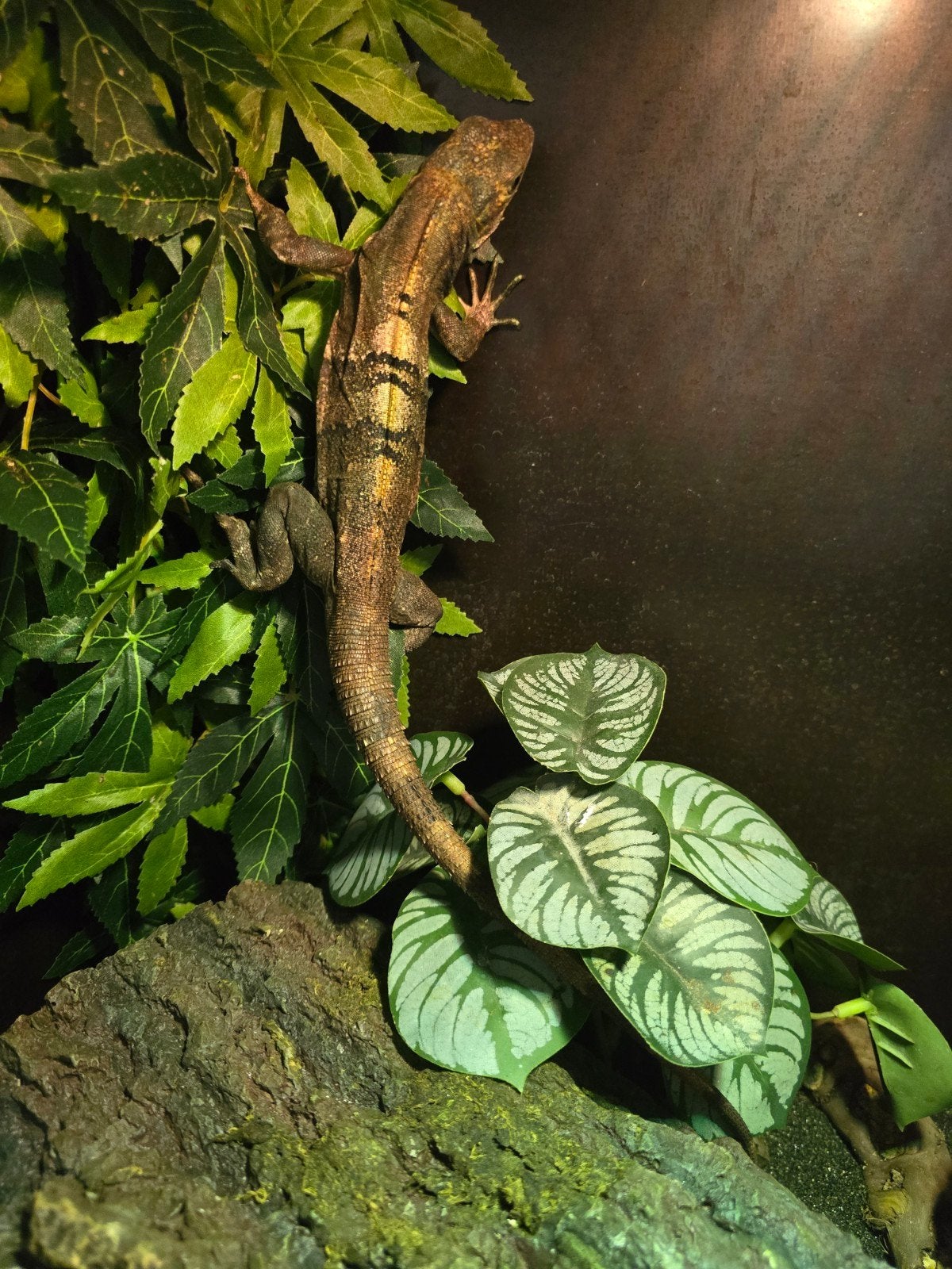 Prachtig koppel zwarte leguanen (Ctenosaura similis), Animaux & Accessoires, Amphibien