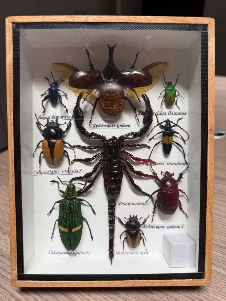 Uniek frame met echte opgemaakte insecten (geen Cites soort), Verzamelen, Dierenverzamelingen, Ophalen of Verzenden, Nieuw, Overige soorten