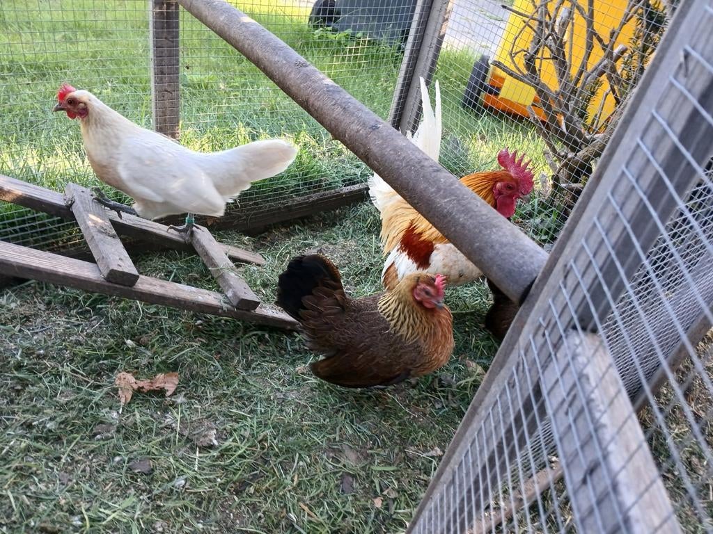Broedeieren belgische kriel, Dieren en Toebehoren, Pluimvee