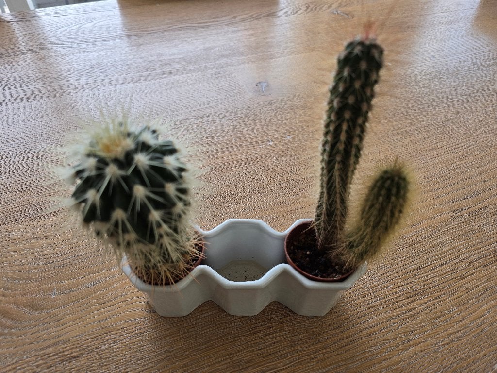 2 cactussen, Ophalen, Cactus, Minder dan 100 cm
