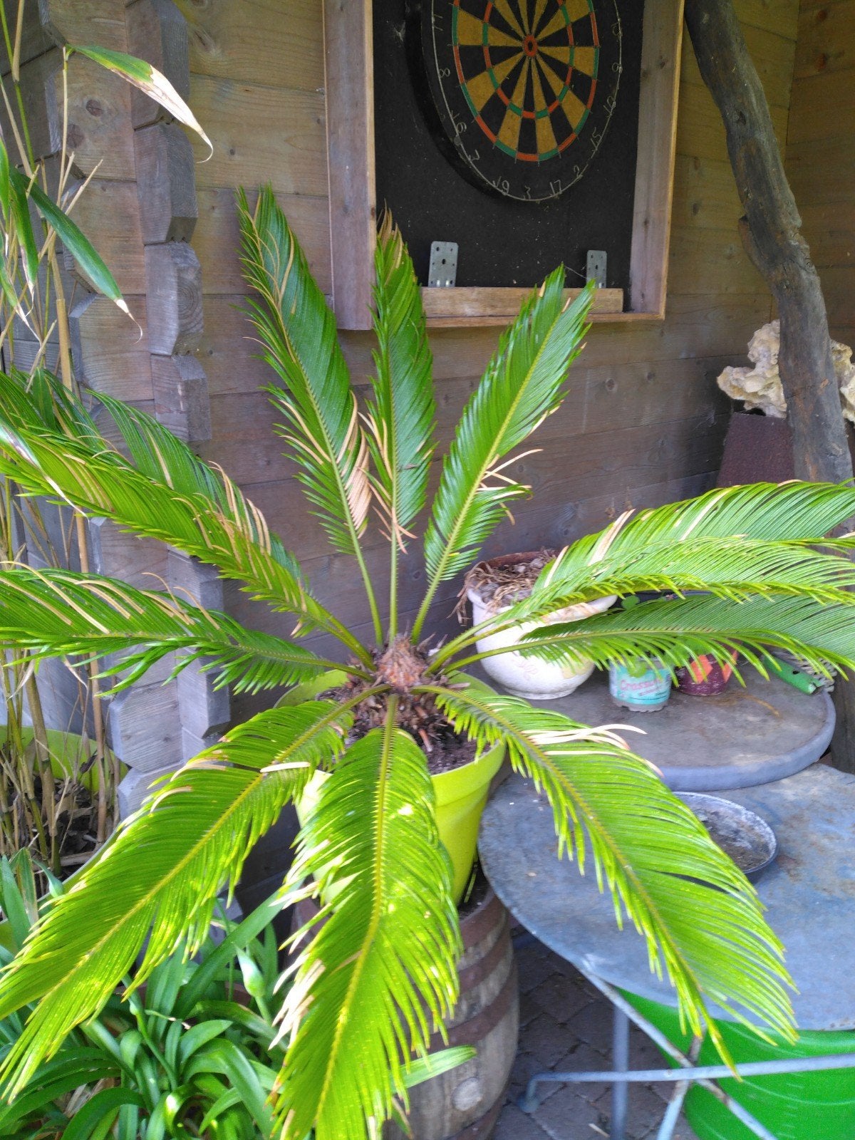 Cycas revoluta in pot, Ophalen, In pot, Palmboom