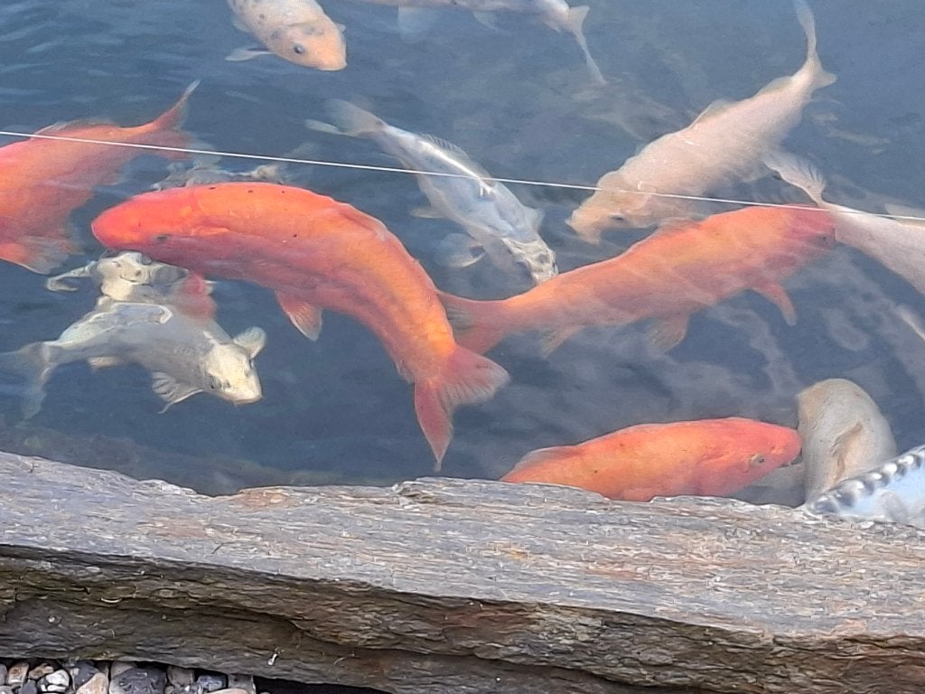 Koi a 1 an, Animaux & Accessoires, Carpe ou Koï