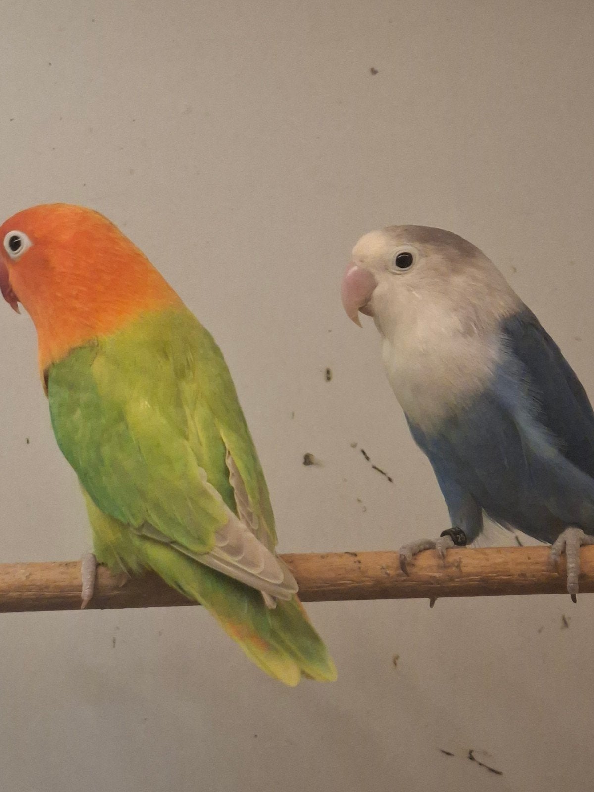 koppel fischeri, Dieren en Toebehoren, Meerdere dieren, Dwergpapegaai of Agapornis, Geringd