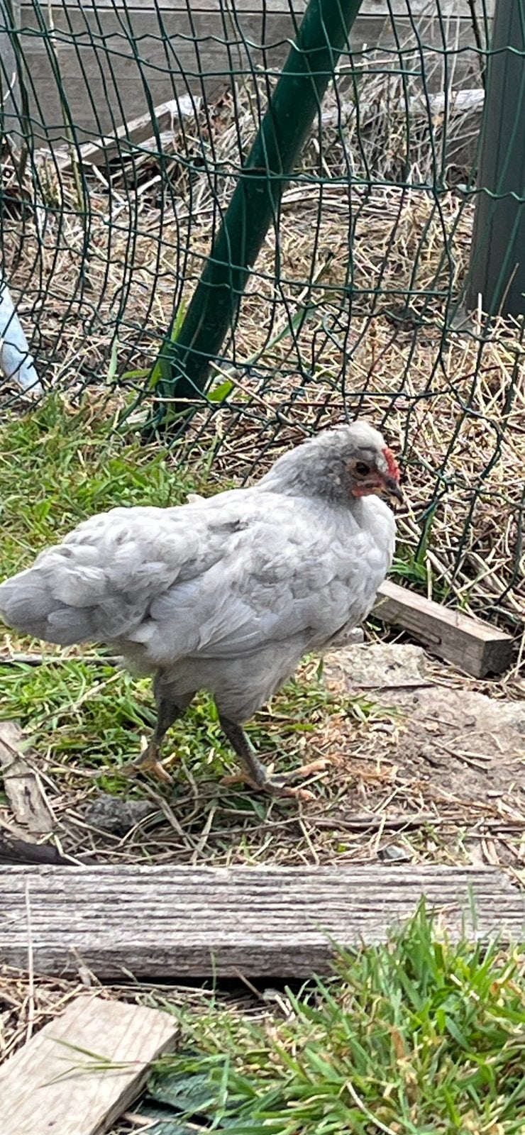 Mooie jonge lavendelkleurige (vermoedelijke) haantjes, Dieren en Toebehoren, Pluimvee, Mannelijk, Kip