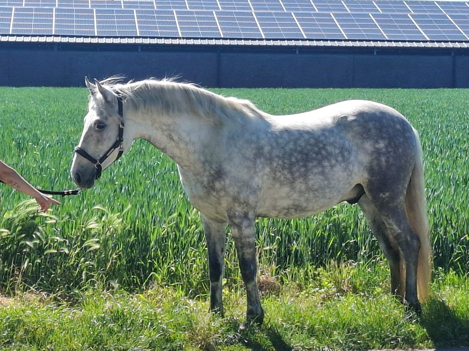 7 jarige Spanjaard Ruin, Gechipt, Minder dan 160 cm, Ruin, Zadelmak