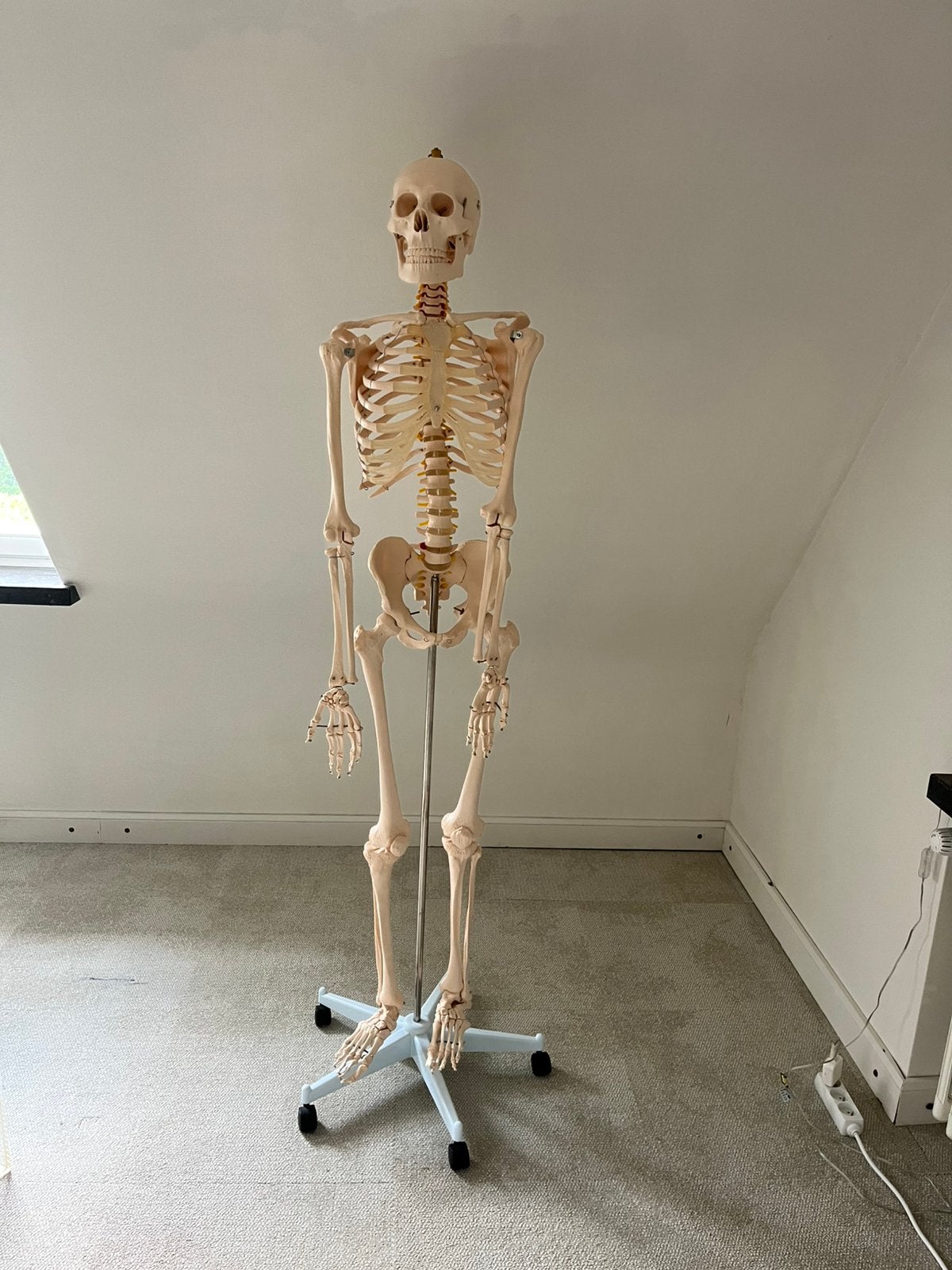 Anatomisch Skelet, Enlèvement, Comme neuf