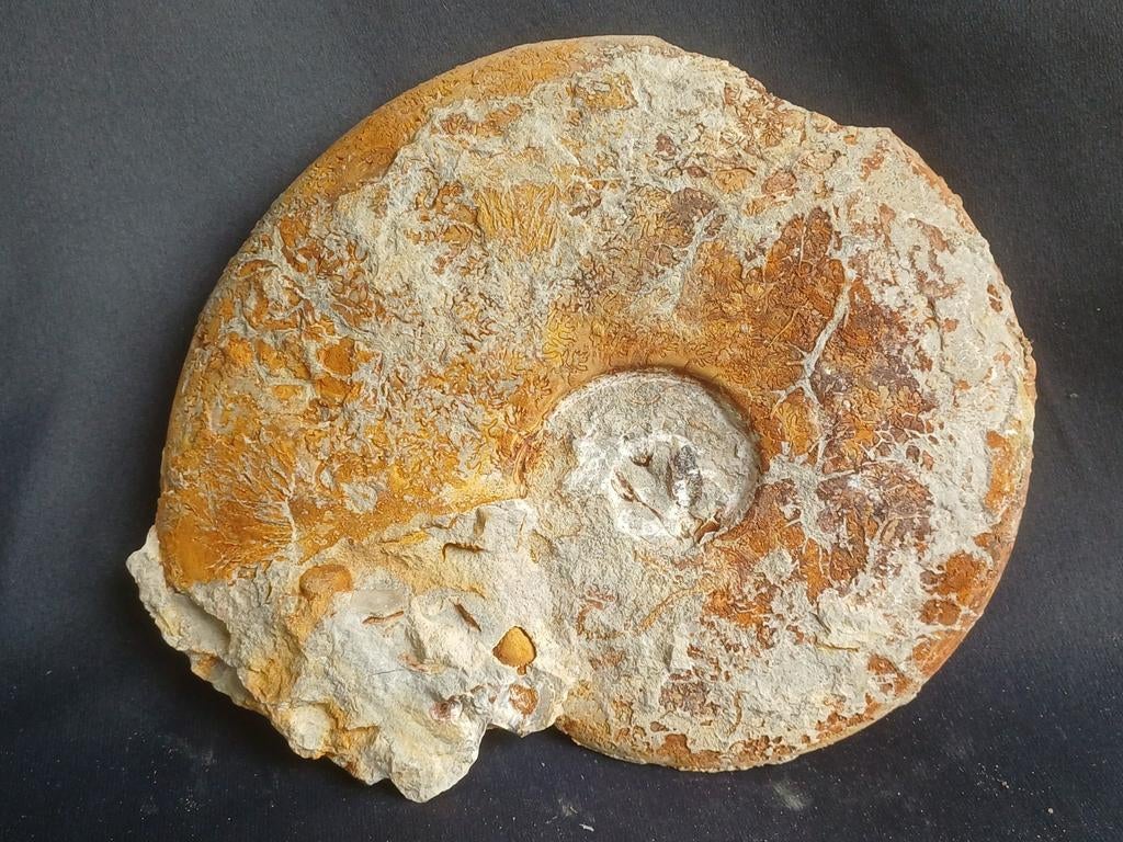 Fossiele inktvis - ammoniet uit Frankrijk, Enlèvement ou Envoi, Fossile