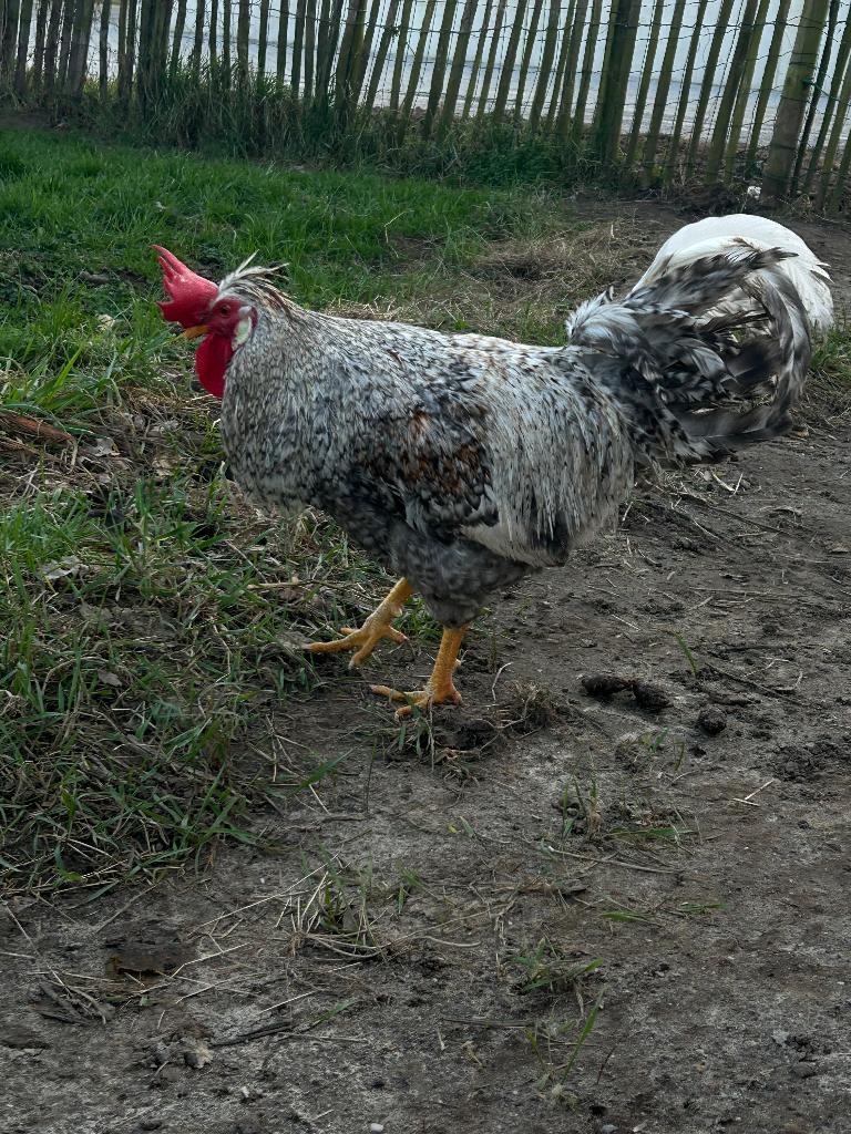 Haan Cream legbar, Mannelijk, Kip