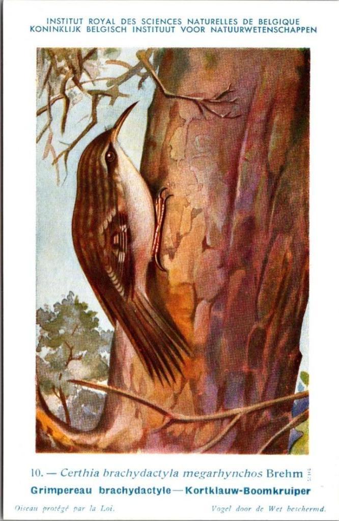 Kortklauw-boomkruiper – Nº 10 – Belgian Museum History, Verzamelen, Postkaarten | Dieren, Verzenden, Ongelopen, Vogel