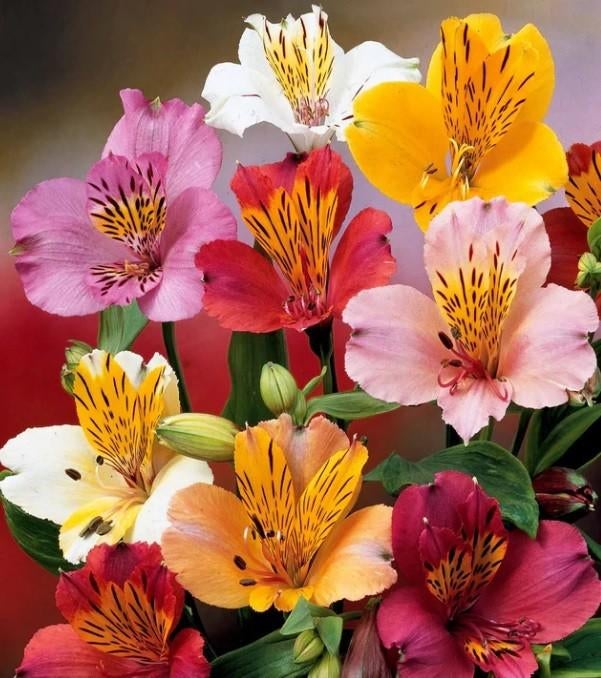 Récolte de graines multicolores d'Alstroemeria 2025, Enlèvement ou Envoi, Toute l'année, Graine