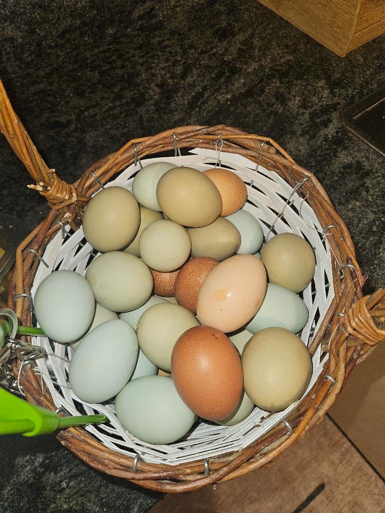 Eieren, Dieren en Toebehoren, Pluimvee, Vrouwelijk, Kip