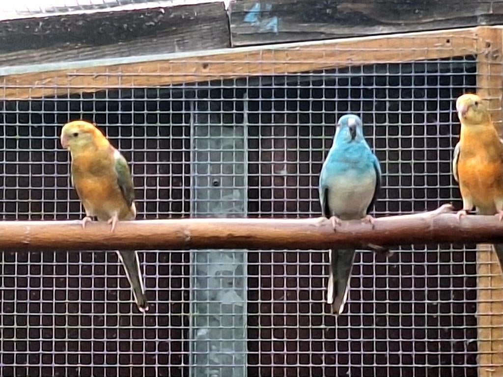 Roodruggen, Dieren en Toebehoren, Vogels | Parkieten en Papegaaien, Geringd