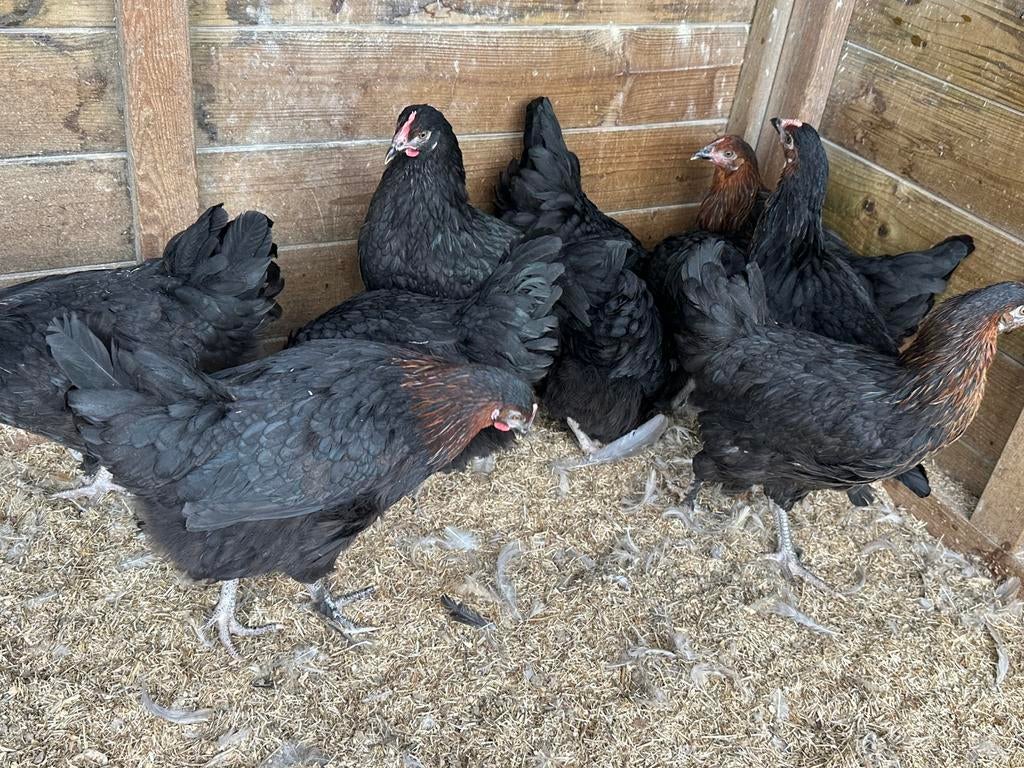 Jonge marans hennen , kippen