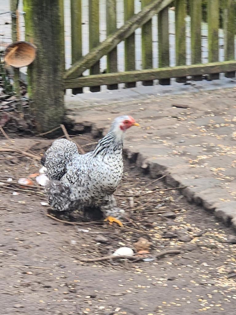 Cochin krielen, Dieren en Toebehoren, Pluimvee