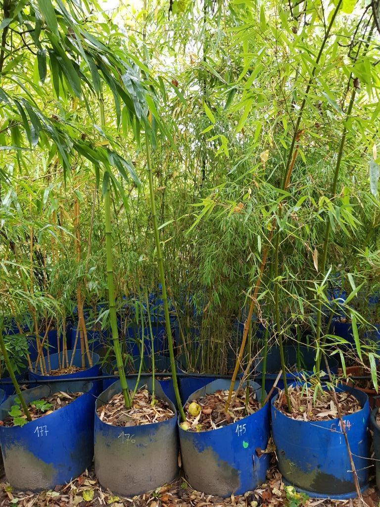 Phyllostachys VIVAX - Bambous 2026, Enlèvement