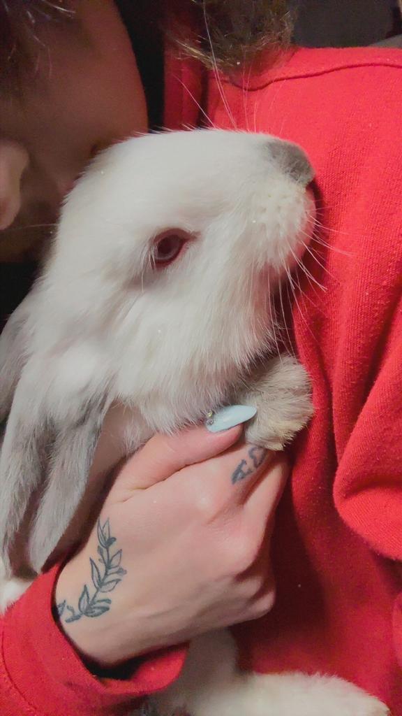 Géant des flandres, Enlèvement