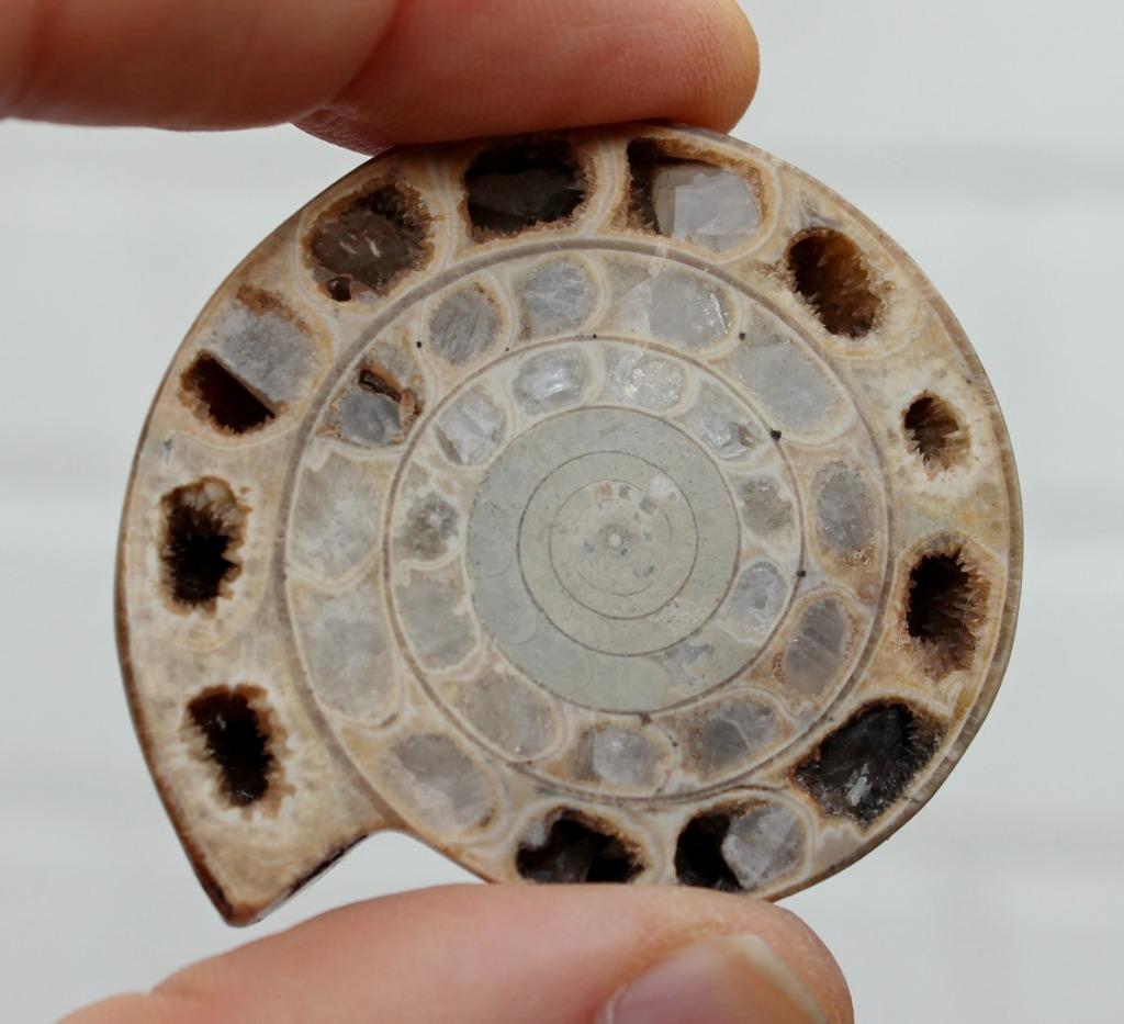 AMMONITE de Madagascar, Collections, Minéraux & Fossiles, Enlèvement ou Envoi, Fossile