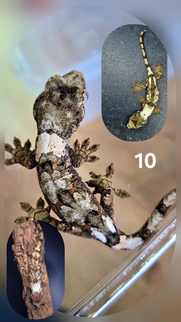 Mniarogekko chahoua - gekko, Dieren en Toebehoren, Hagedis, Tam, 0 tot 2 jaar