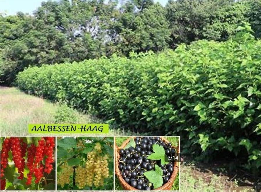 RODE TROSBES-STRUIKEN, 3€/STUK ( RAS VOOR GROTE OOGSTEN ! ), Tuin en Terras, Planten | Tuinplanten, Volle zon, Vaste plant, Ophalen of Verzenden