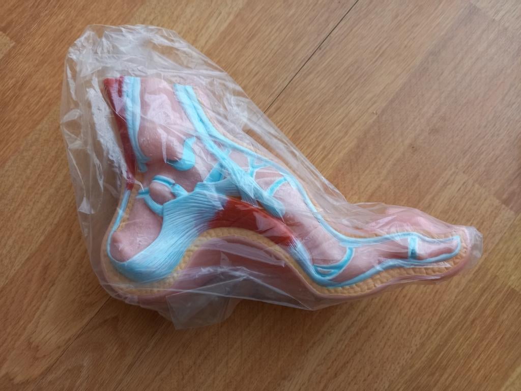 MODÈLE ANATOMIQUE DU PIED, Enlèvement ou Envoi