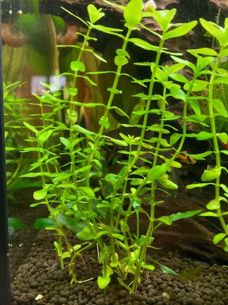 Aquariumplant Bacopa caroliniana, Ophalen, Nieuw, Plant(en), Steen of Hout
