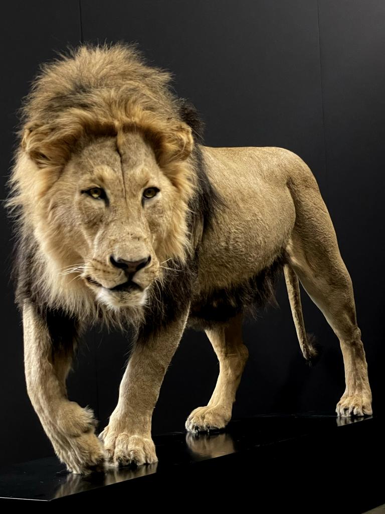 Taxidermie, Juin, Mâle