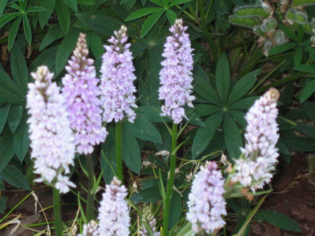 Orchidee Dactylorhiza voor de tuin, Enlèvement, Hiver