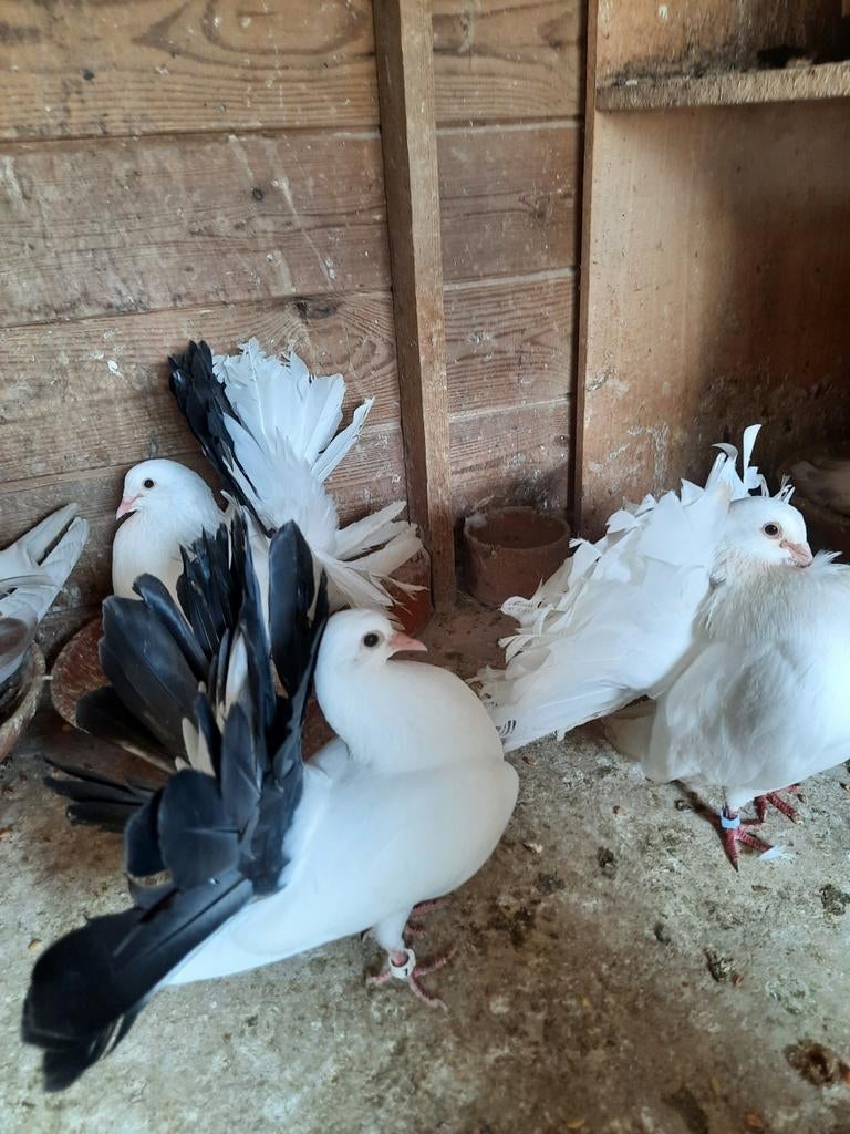 Amerikaanse pauwstaartduiven zuiver ras, Dieren en Toebehoren