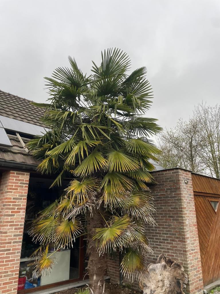 Grote palmboom, 250 tot 400 cm, Zomer, Palmboom, Ophalen