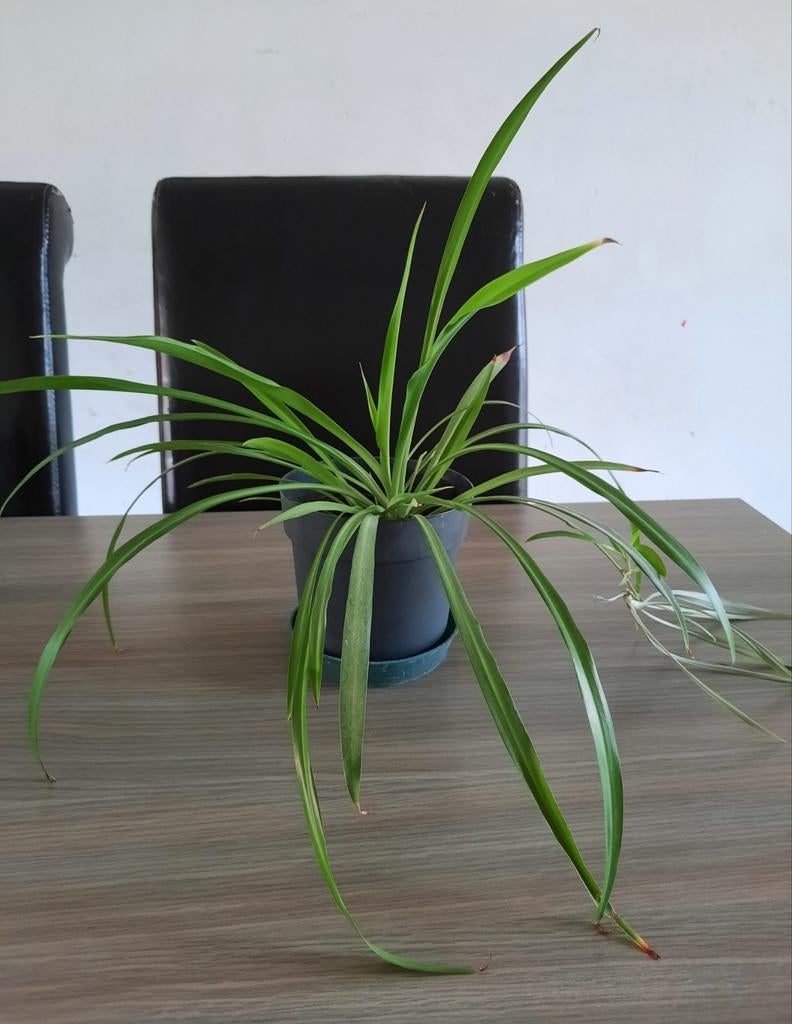Graslelie, Huis en Inrichting, Kamerplanten, Groene kamerplant, Ophalen, Minder dan 100 cm