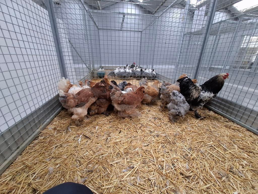 Brahma kippen en hanen in vele verschillende kleuren, Dieren en Toebehoren, Pluimvee, Meerdere dieren, Kip