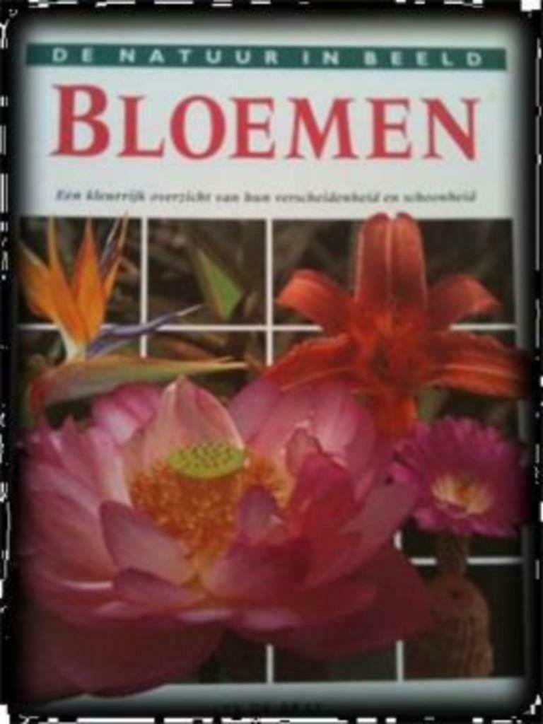 Bloemen, Lys De Bray, Enlèvement ou Envoi, Utilisé, Fleurs, Plantes et Arbres