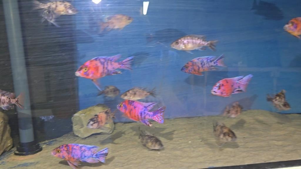 Malawi aulonocara multicolor, Dieren en Toebehoren