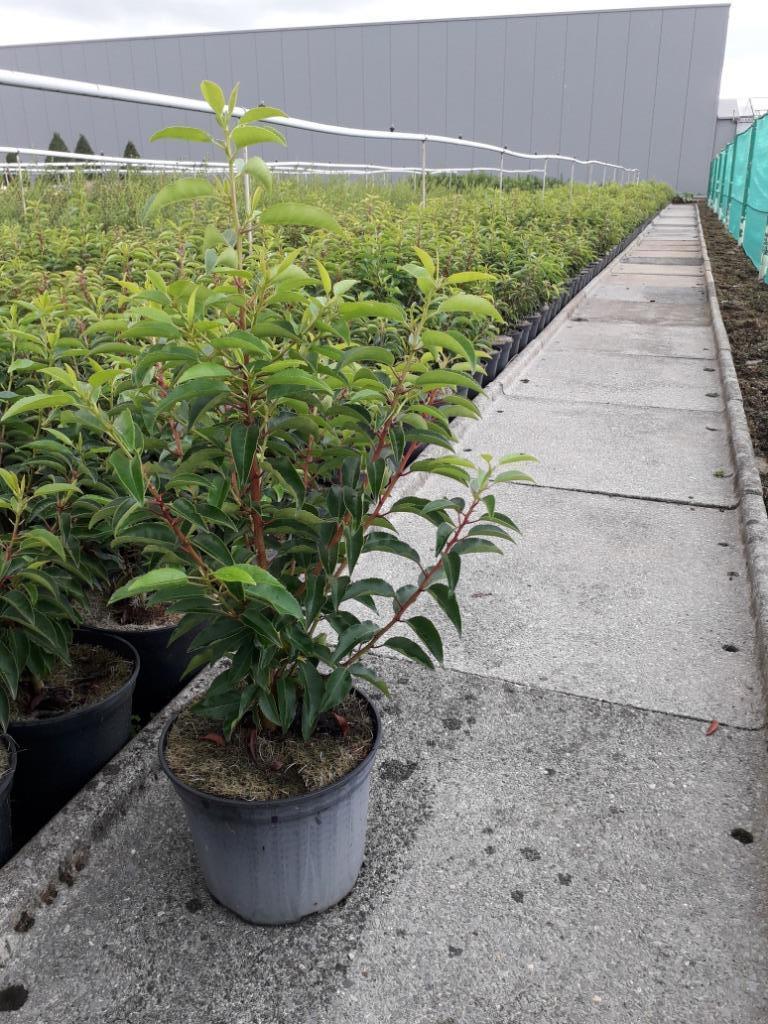 Portugese laurier/Prunus lusitanica 'Angustifolia', Tuin en Terras, Planten | Struiken en Hagen, Laurier, Ophalen