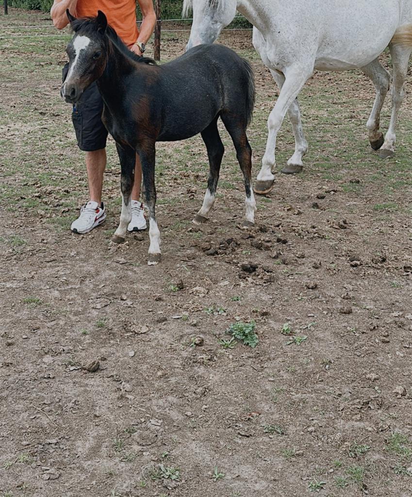 Welsh jaarling merrie, Vermifugé, Poney B (1.17 m à 1.27 m), Poney de récréation, 0 à 2 ans