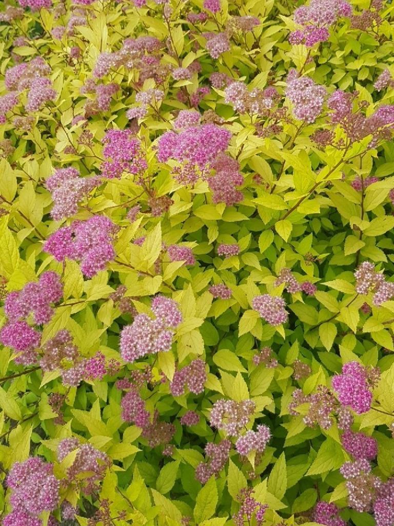 Spiree du japon, Jardin & Terrasse, Enlèvement