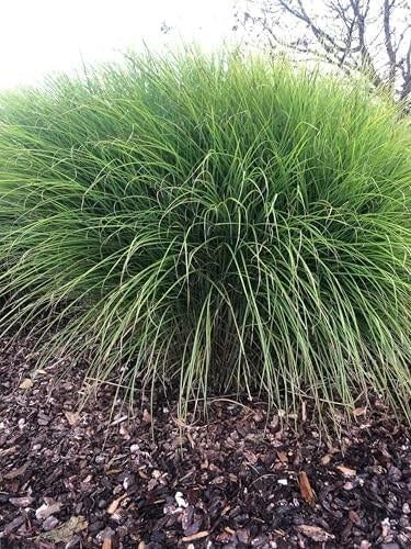 Miscanthus sinensis 'Gracillimus 1x, Enlèvement