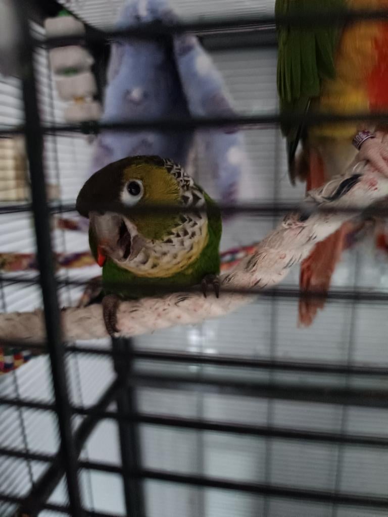 300€ tamme pyrhuuras, Dieren en Toebehoren, Tam
