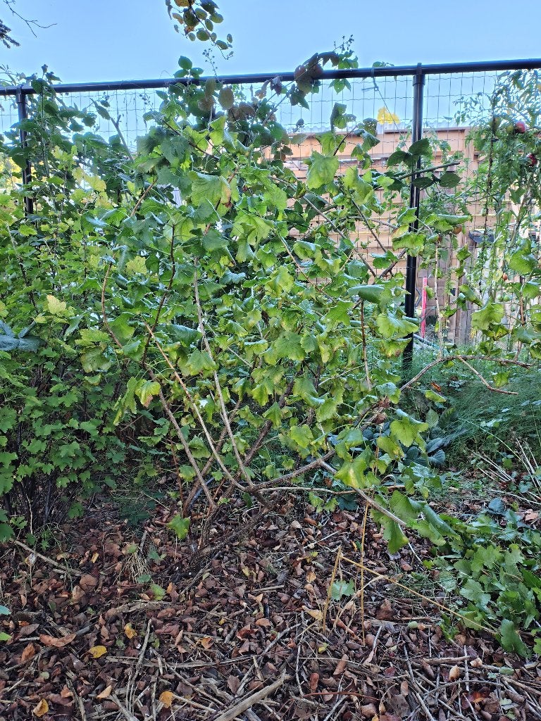 Gratis jostabesplanten, Ophalen, Volle zon, Vaste plant, Zomer