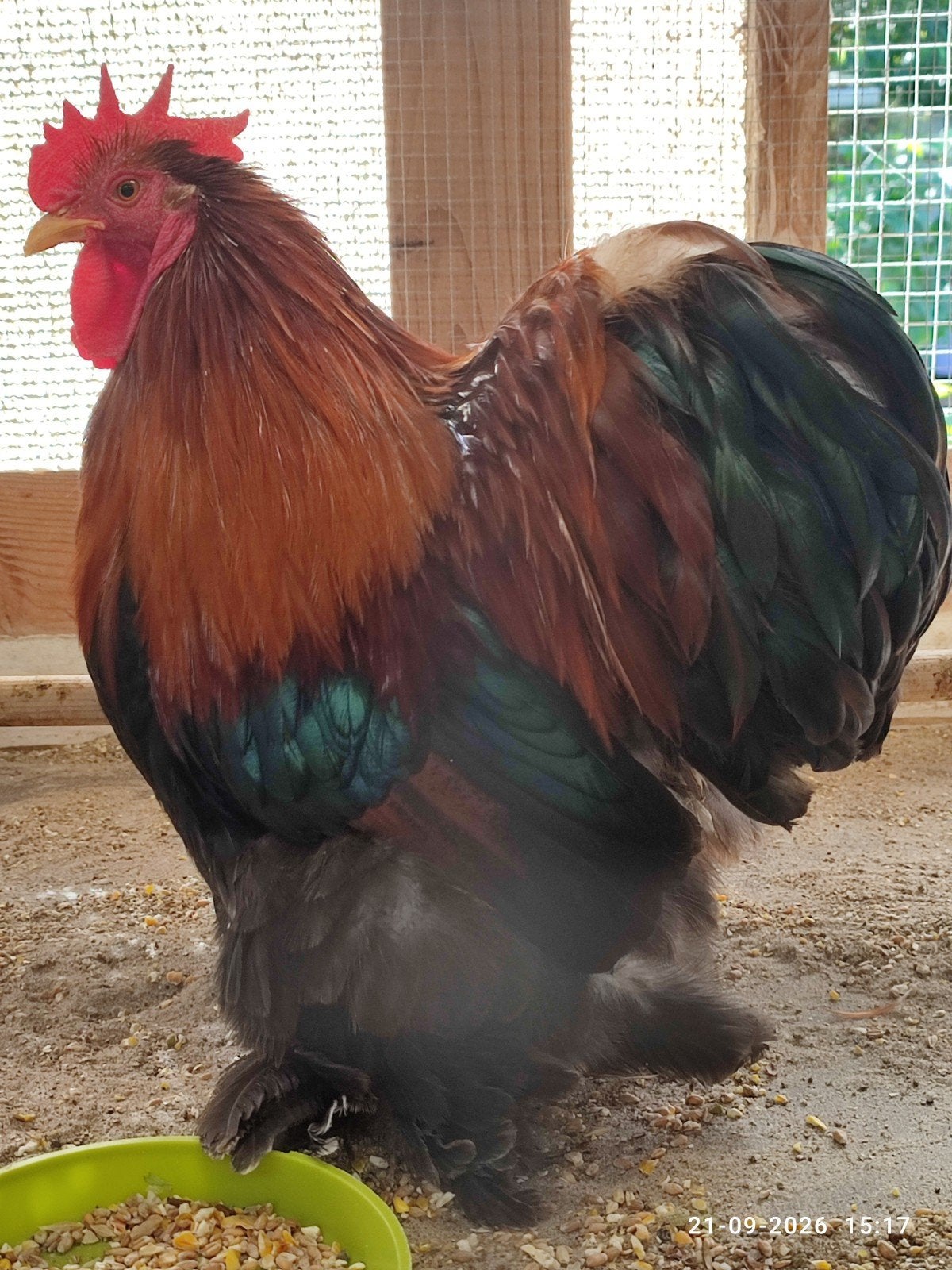 cochin kriel, Dieren en Toebehoren, Mannelijk, Overige soorten