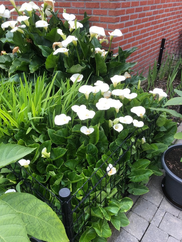 aronskelken, Tuin en Terras, Volle zon, Vaste plant, Lente, Ophalen