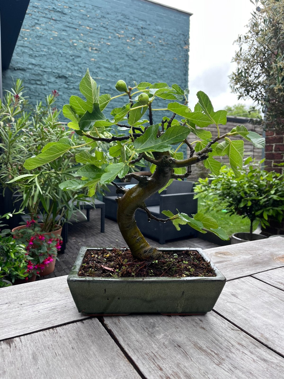 Vijgen bonsai, Jardin & Terrasse, Plantes | Arbres, Enlèvement
