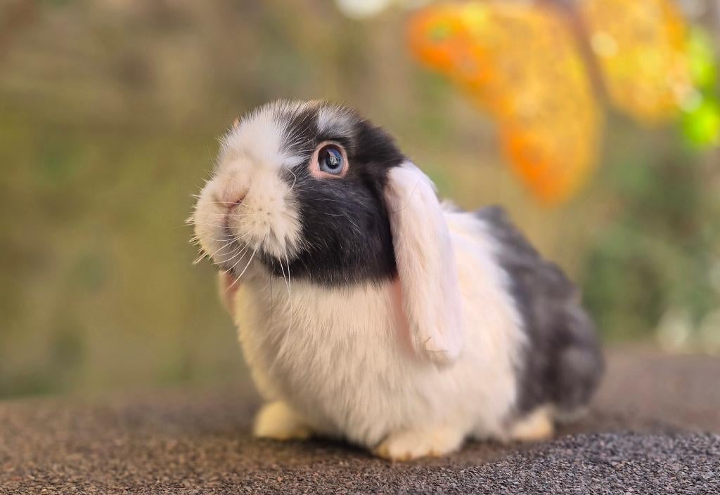 MINILOP RAM, Dieren en Toebehoren, Konijnen, Mannelijk, Klein, Hangoor, 0 tot 2 jaar